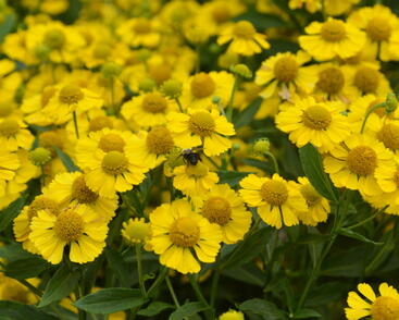 Záplevák podzimní 'Kanaria'