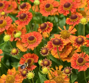 Záplevák podzimní 'Mariach MT Salsa' - Helenium autumnale 'Mariachi MT Salsa'