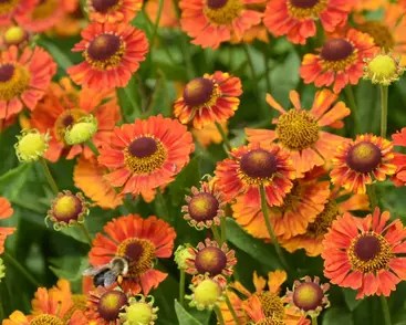 Záplevák podzimní 'Mariach MT Salsa'