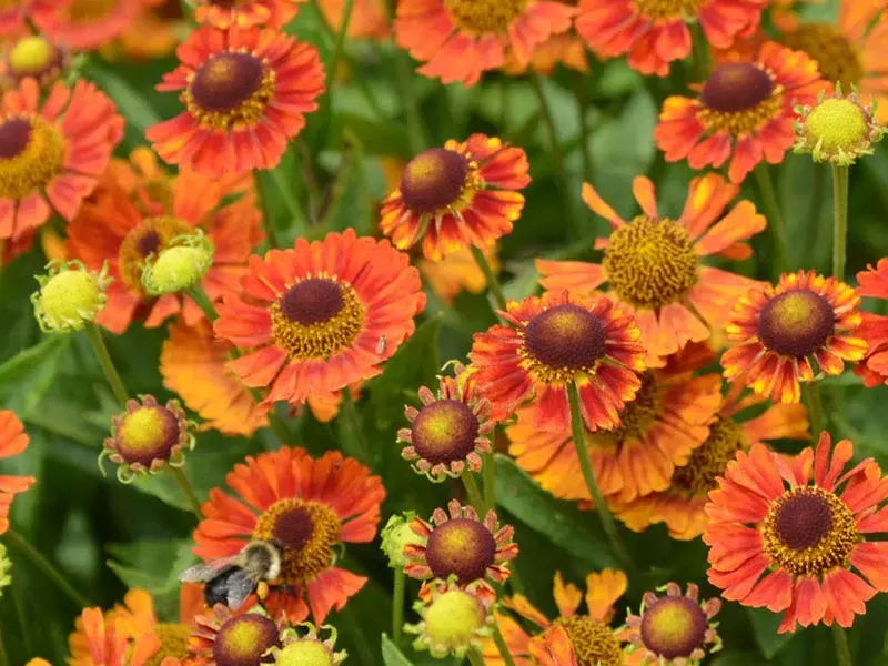 Záplevák podzimní 'Mariach MT Salsa' - Helenium autumnale 'Mariachi MT Salsa'