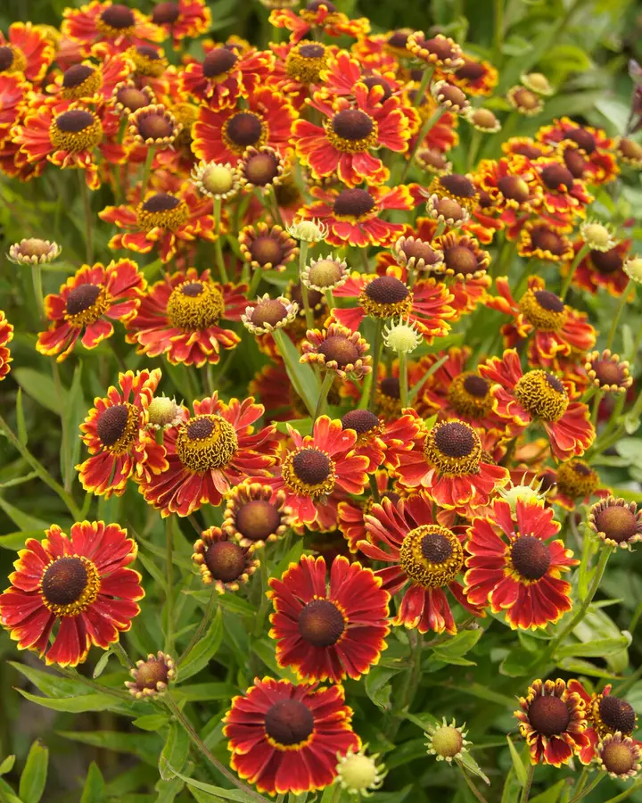 Záplevák 'Ranchera' - Helenium 'Ranchera'