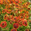 Záplevák 'Ranchera' - Helenium 'Ranchera'
