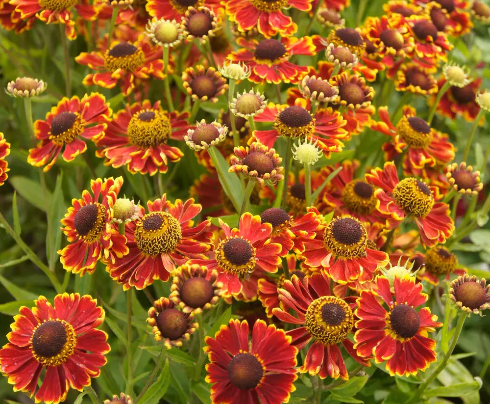 Záplevák 'Ranchera' - Helenium 'Ranchera'