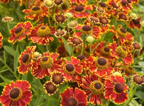 Záplevák 'Ranchera' - Helenium 'Ranchera'