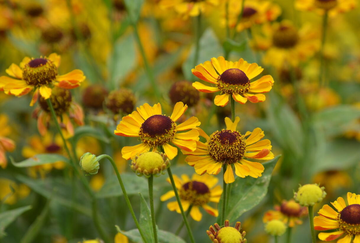 Záplevák 'Rauchtopas' - Helenium 'Rauchtopas'