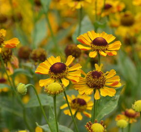 Záplevák 'Rauchtopas' - Helenium 'Rauchtopas'