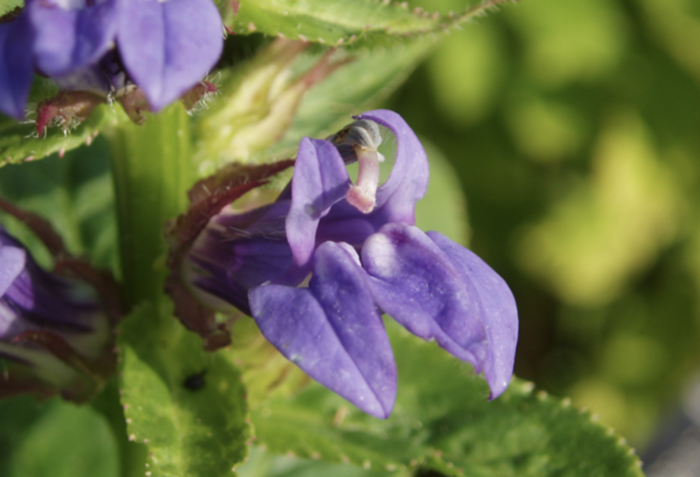 Lobelka - Lobelia siphilitica