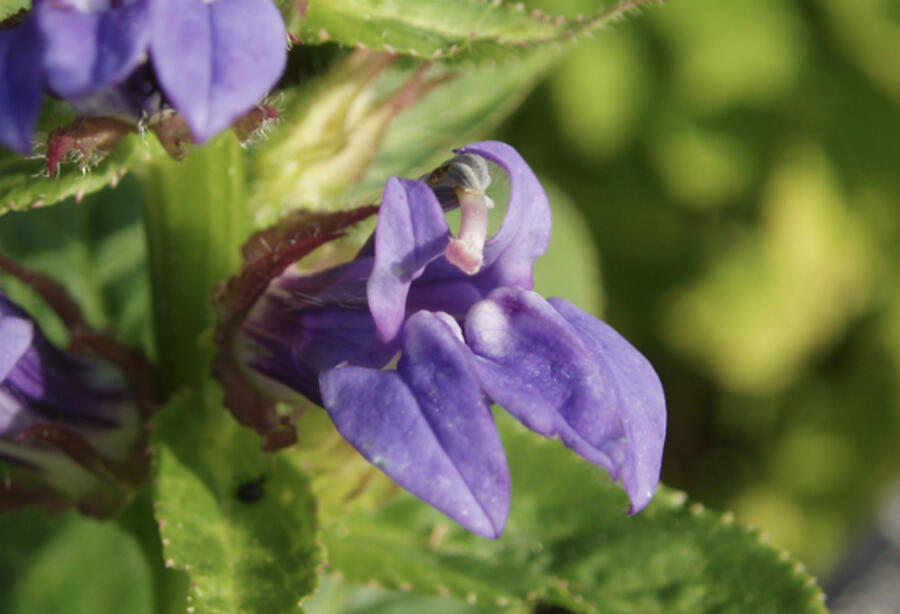Lobelka - Lobelia siphilitica