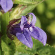 Lobelka - Lobelia siphilitica
