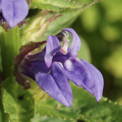 Lobelka - Lobelia siphilitica