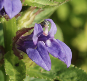 Lobelka - Lobelia siphilitica