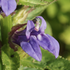 Lobelia siphilitica.png
