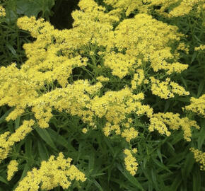 Zlatobýl 'Loydser Crown'