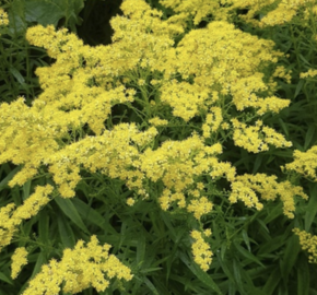 Zlatobýl 'Loydser Crown' - Solidago rugosa 'Loydser Crown'