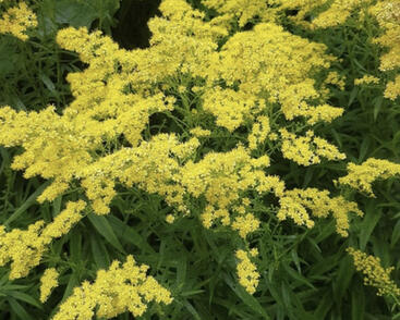 Zlatobýl 'Loydser Crown'