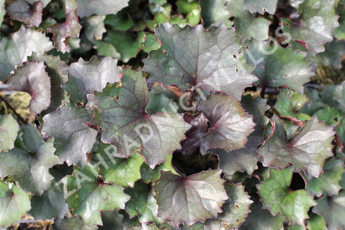 Popelivka zoubkovaná 'Pandora' - Ligularia dentata 'Pandora'