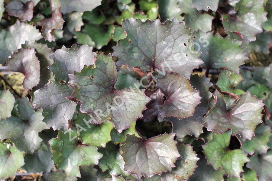 Popelivka zoubkovaná 'Pandora' - Ligularia dentata 'Pandora'