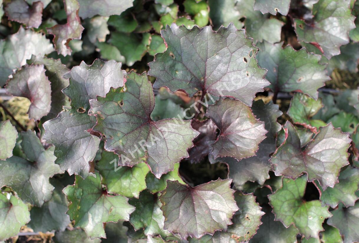 Popelivka zoubkovaná 'Pandora' - Ligularia dentata 'Pandora'