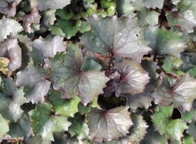 Popelivka zoubkovaná 'Pandora' - Ligularia dentata 'Pandora'