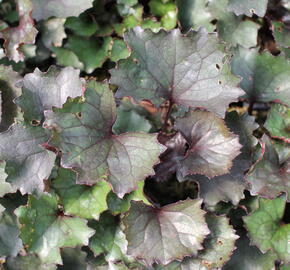 Popelivka zoubkovaná 'Pandora' - Ligularia dentata 'Pandora'