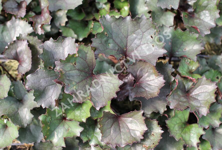 Popelivka zoubkovaná 'Pandora' - Ligularia dentata 'Pandora'
