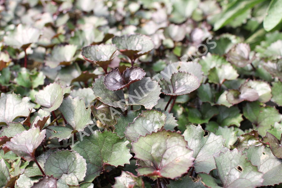 Popelivka zoubkovaná 'Pandora' - Ligularia dentata 'Pandora'