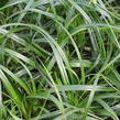 Ostřice ošimenská 'Ribbon Falls' - Carex oshimensis 'Ribbon Falls'