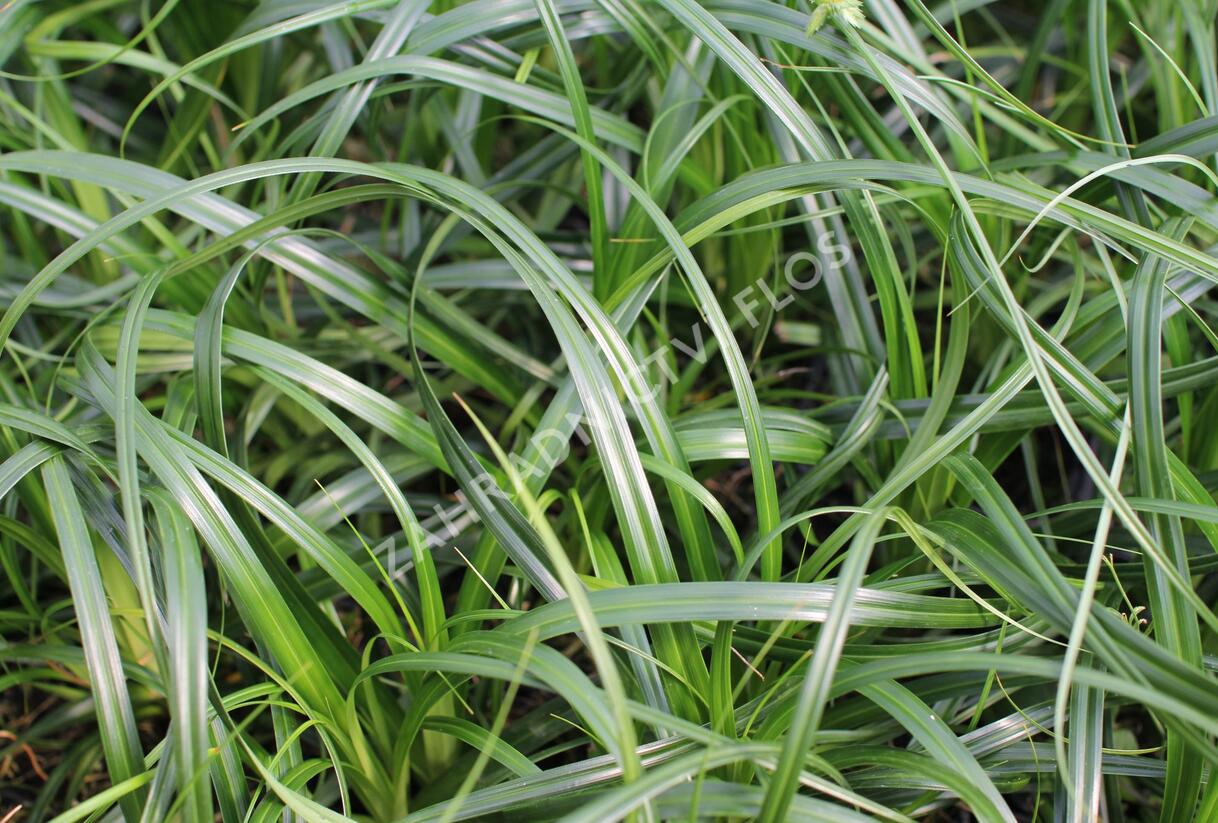 Ostřice ošimenská 'Ribbon Falls' - Carex oshimensis 'Ribbon Falls'