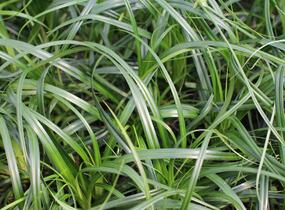 Ostřice ošimenská 'Ribbon Falls' - Carex oshimensis 'Ribbon Falls'