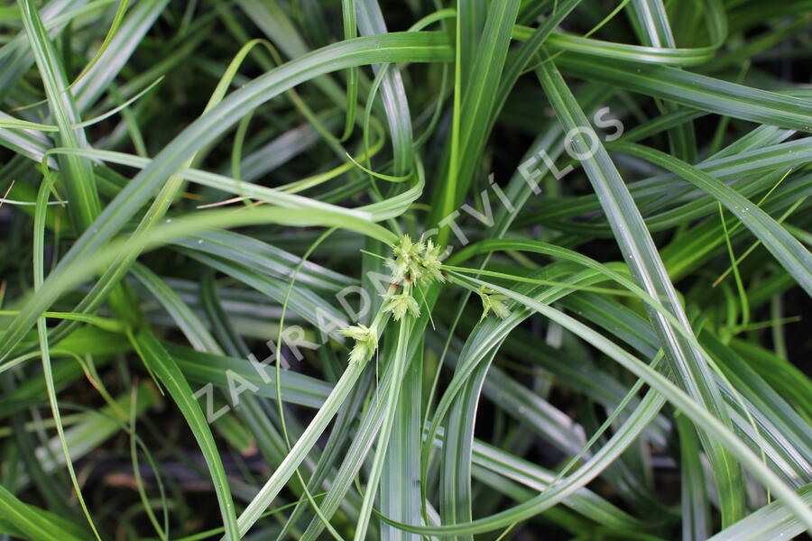 Ostřice ošimenská 'Ribbon Falls' - Carex oshimensis 'Ribbon Falls'