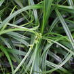 Ostřice ošimenská 'Ribbon Falls' - Carex oshimensis 'Ribbon Falls'