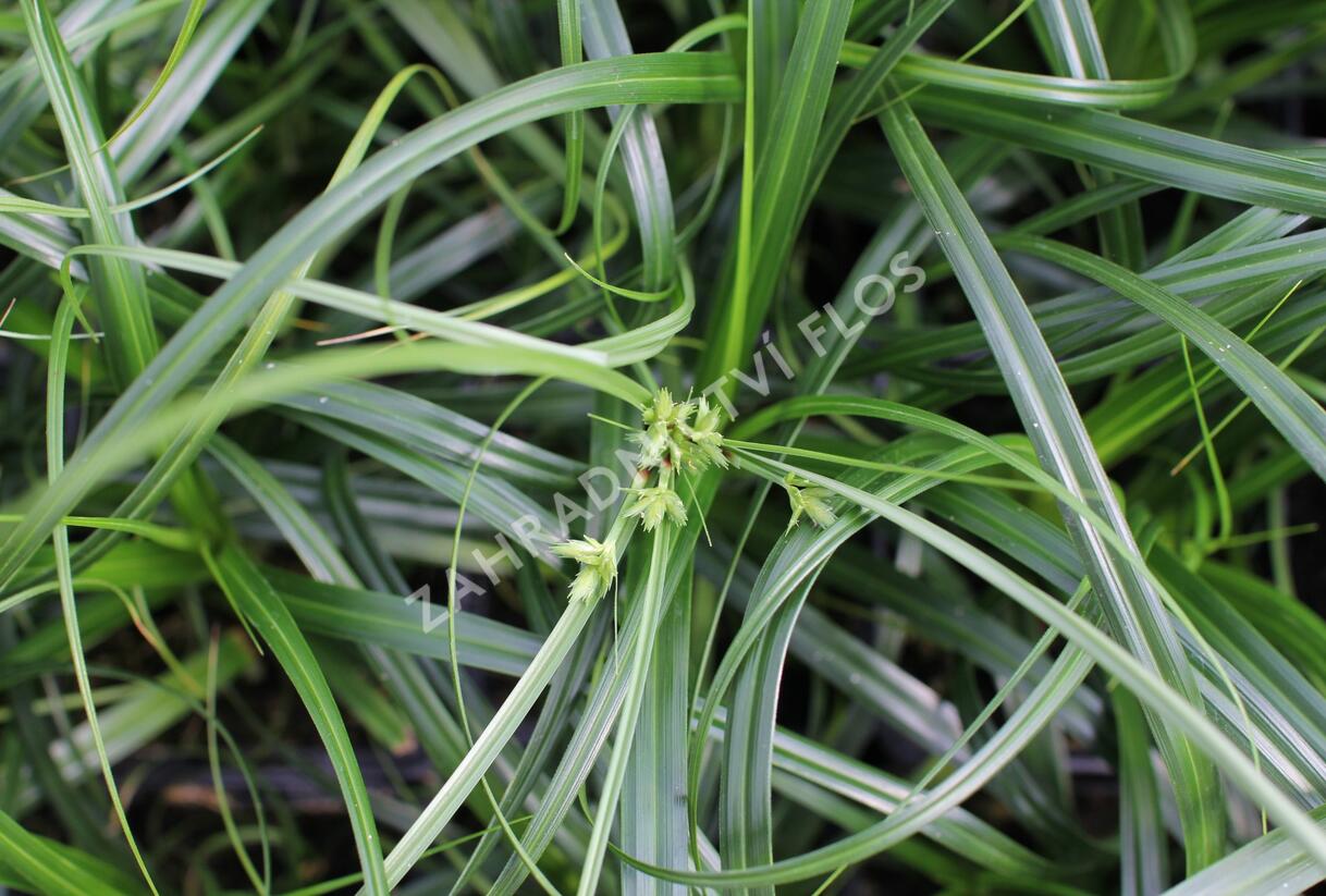 Ostřice ošimenská 'Ribbon Falls' - Carex oshimensis 'Ribbon Falls'
