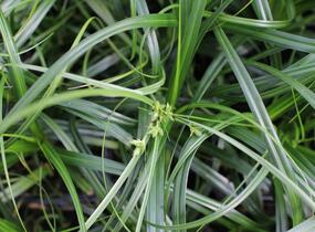 Ostřice ošimenská 'Ribbon Falls' - Carex oshimensis 'Ribbon Falls'