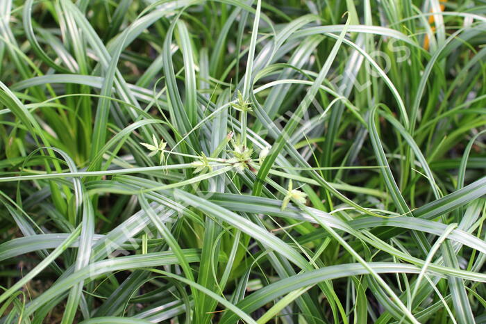 Ostřice ošimenská 'Ribbon Falls' - Carex oshimensis 'Ribbon Falls'