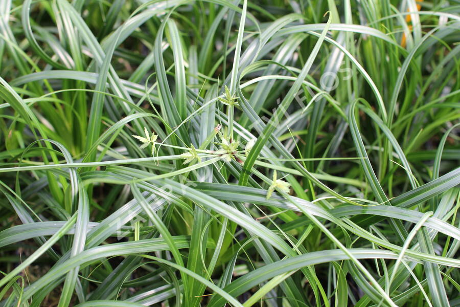 Ostřice ošimenská 'Ribbon Falls' - Carex oshimensis 'Ribbon Falls'