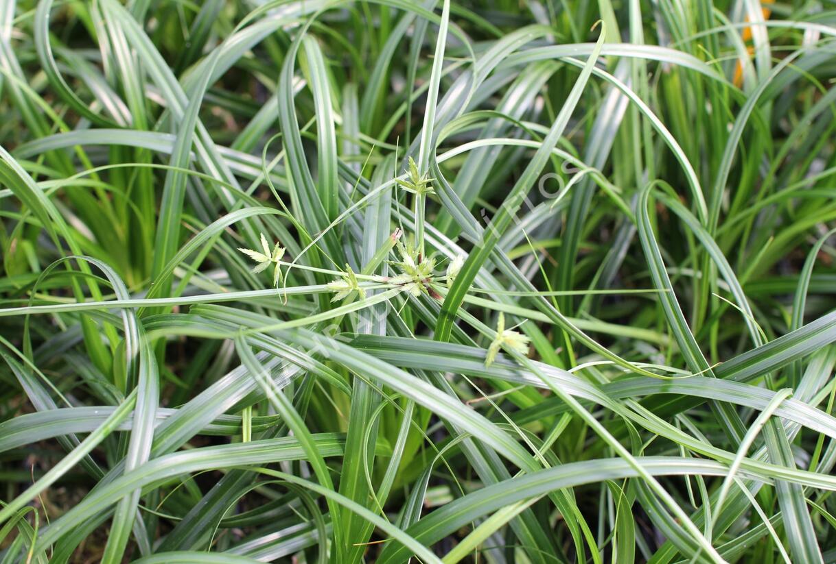 Ostřice ošimenská 'Ribbon Falls' - Carex oshimensis 'Ribbon Falls'