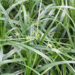 Ostřice ošimenská 'Ribbon Falls' - Carex oshimensis 'Ribbon Falls'