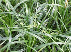 Ostřice ošimenská 'Ribbon Falls' - Carex oshimensis 'Ribbon Falls'