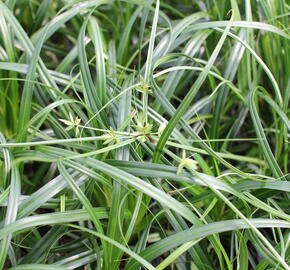 Ostřice ošimenská 'Ribbon Falls' - Carex oshimensis 'Ribbon Falls'