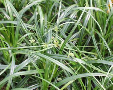 Ostřice ošimenská 'Ribbon Falls'