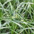 Carex oshimensis 'Ribbon Falls'.JPG