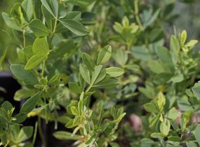 Baptisie var. alba - Baptisia pendula var. alba
