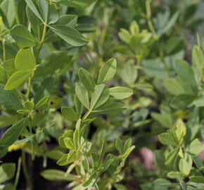 Baptisie var. alba - Baptisia pendula var. alba
