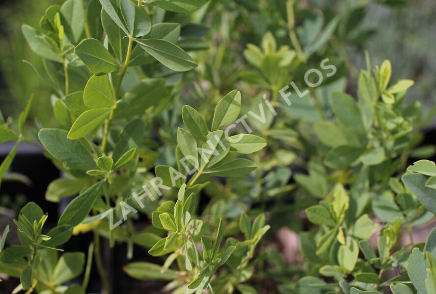 Baptisie var. alba - Baptisia pendula var. alba