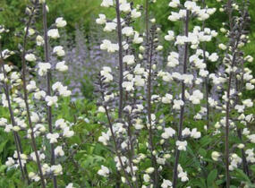 Baptisie var. alba - Baptisia pendula var. alba