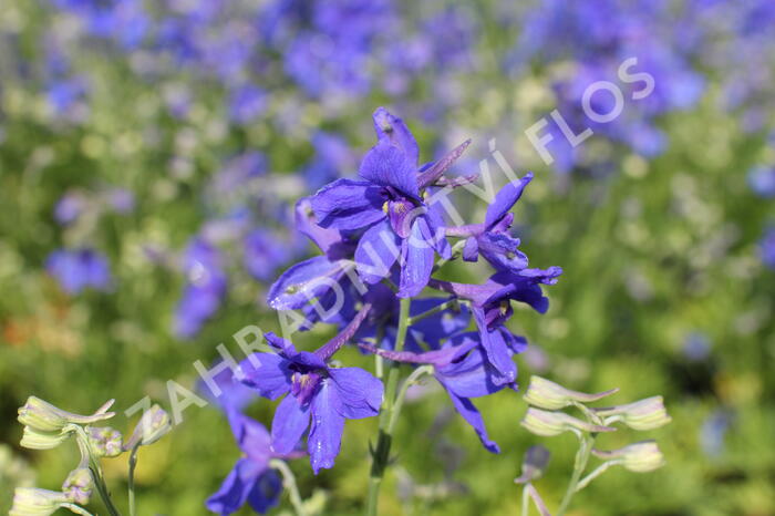 Ostrožka velkokvětá 'Summer Nights' - Delphinium grandiflorum 'Summer Nights'