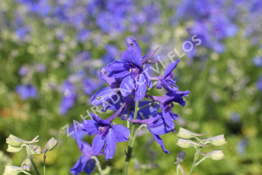 Ostrožka velkokvětá 'Summer Nights' - Delphinium grandiflorum 'Summer Nights'