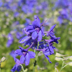 Ostrožka velkokvětá 'Summer Nights' - Delphinium grandiflorum 'Summer Nights'