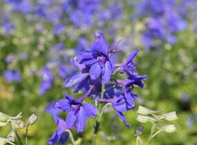 Ostrožka velkokvětá 'Summer Nights' - Delphinium grandiflorum 'Summer Nights'