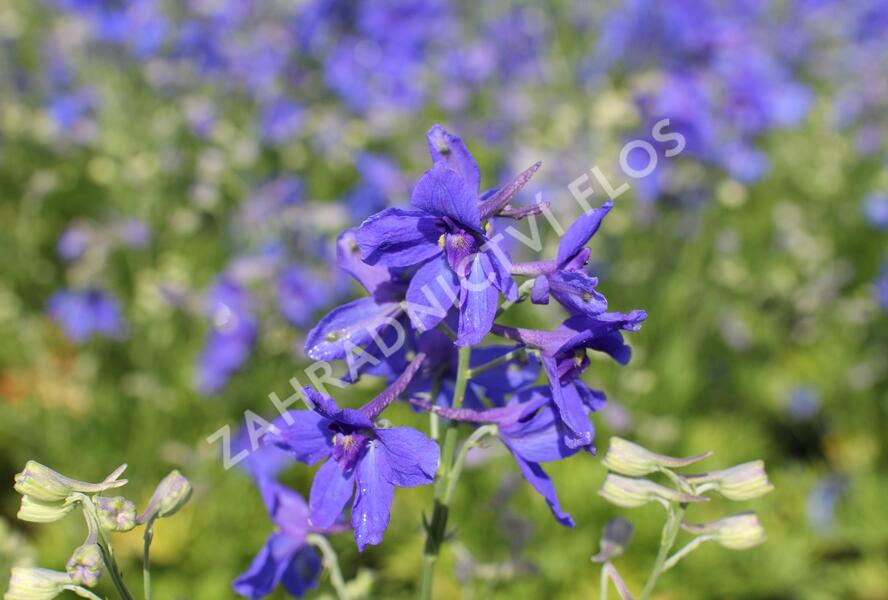 Ostrožka velkokvětá 'Summer Nights' - Delphinium grandiflorum 'Summer Nights'